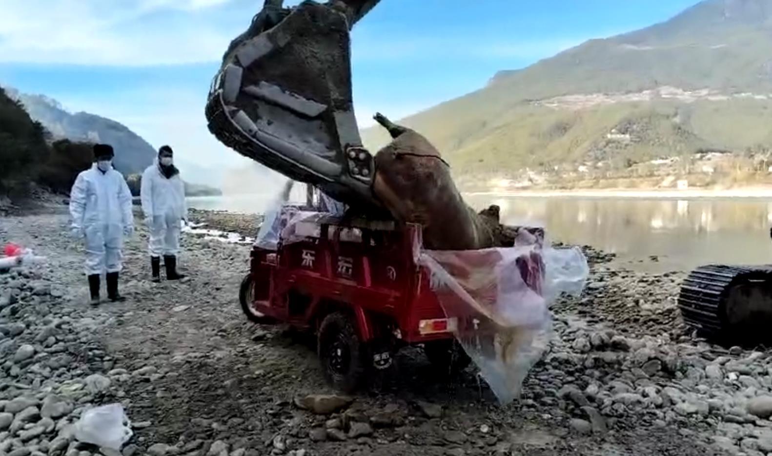 巨甸镇一侧江中的死猪被捞起 (受访者供图)