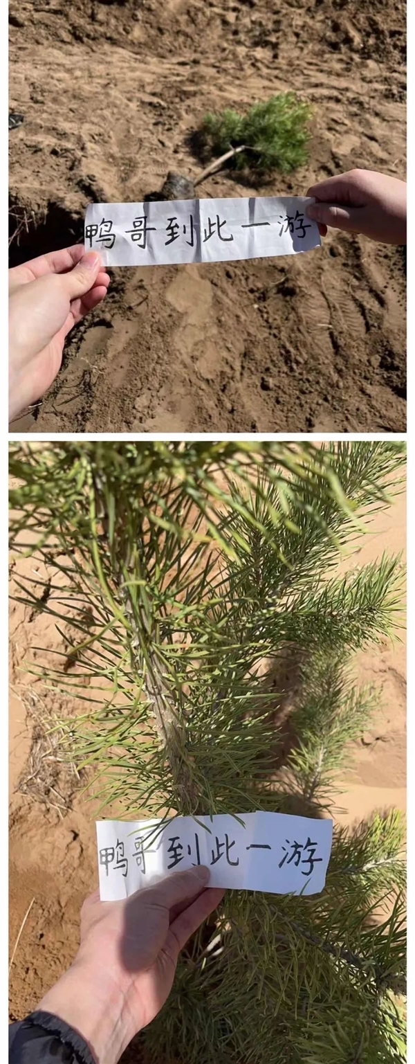 支付宝蚂蚁森林种了6亿棵树!只用短短9年