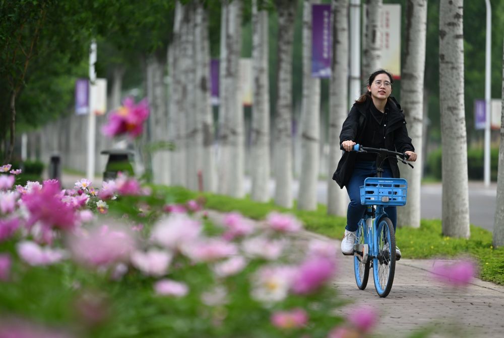 5月8日，在南开大学津南校区，杨雅丽骑着共享单车去往图书馆。