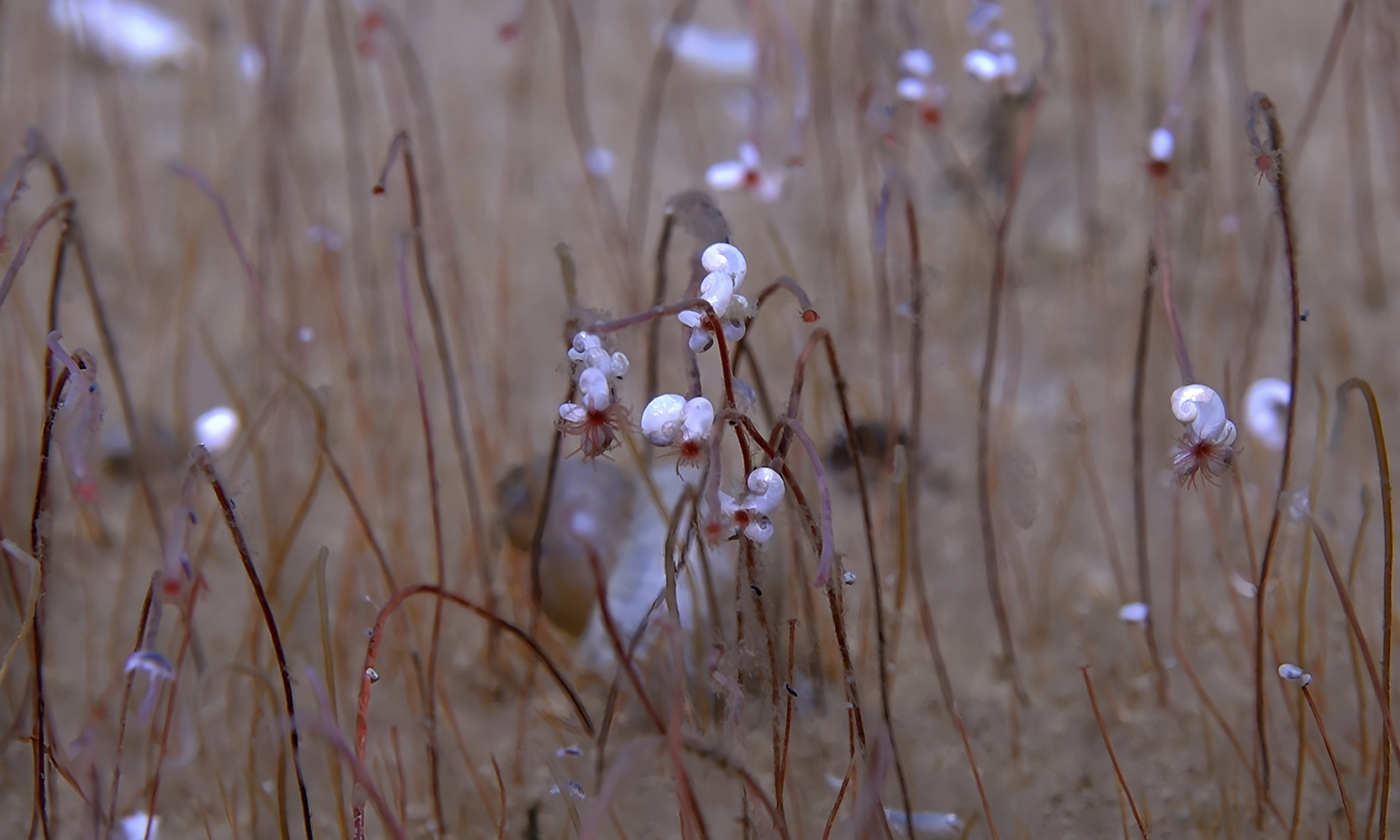 在堪察加海沟拍摄的管状蠕虫。(中国科学院深海科学与工程研究所供图)