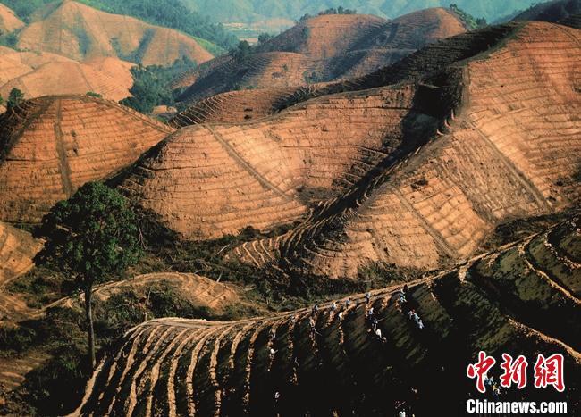 当年岳山造林大会战现场(资料图)。方权裕 摄
