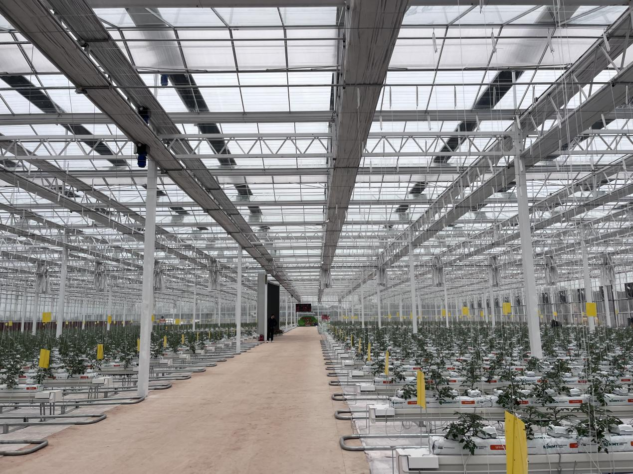 在智能化蔬菜种植大棚中，农作物正良好地生长（央广网发 广西南宁晟发设施农业有限责任公司供图）