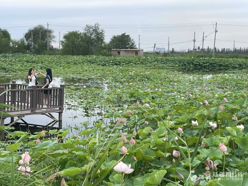 游客在玛纳斯县兰州湾镇八家户村荷塘游玩。石榴云/新疆日报记者 姚刚摄