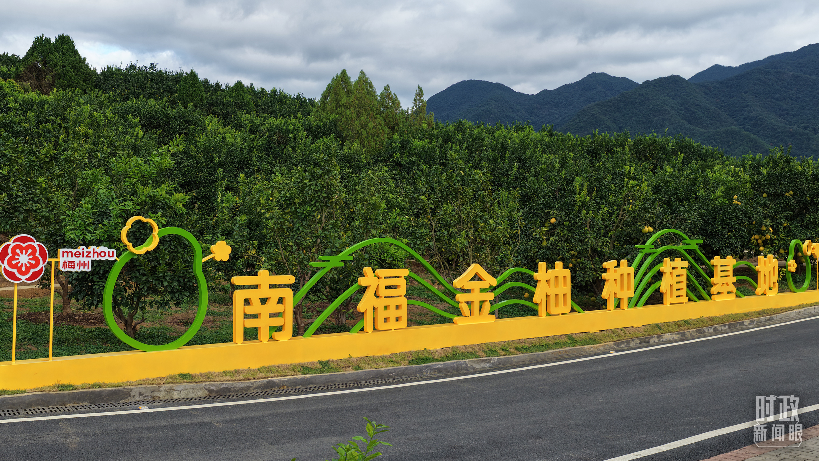 △南福金柚种植基地，柚林迎来丰收。（总台记者吴媚苗、总台央视记者鄂介甫拍摄）