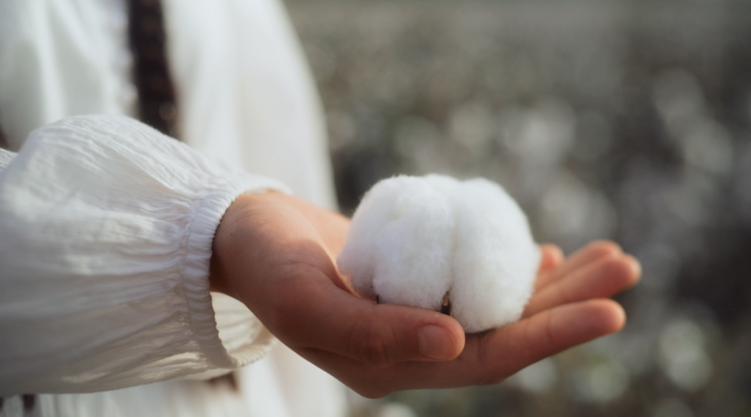 棉花是具有社会价值的农作物