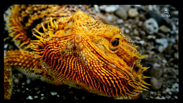 投影仪界的“六边形战士” 当贝S7 Ultra Max高端家用投影仪深度评测