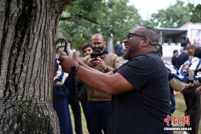 图为学员在皋兰什川古梨园体验当地传统养树技艺“刮树皮”　中新社记者　九美旦增　摄