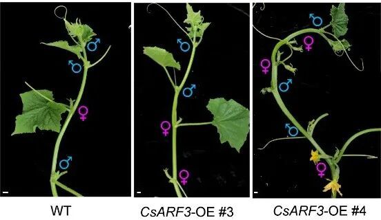 黄瓜雌雄同株材料中CsARF3突变后只产生雄花。受访者供图