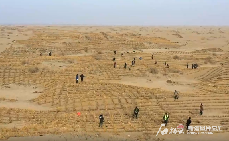 2月10日，若羌县国道218线旁的固沙工程施工现场，工人们正在扎草方格。图/若羌县融媒体中心提供