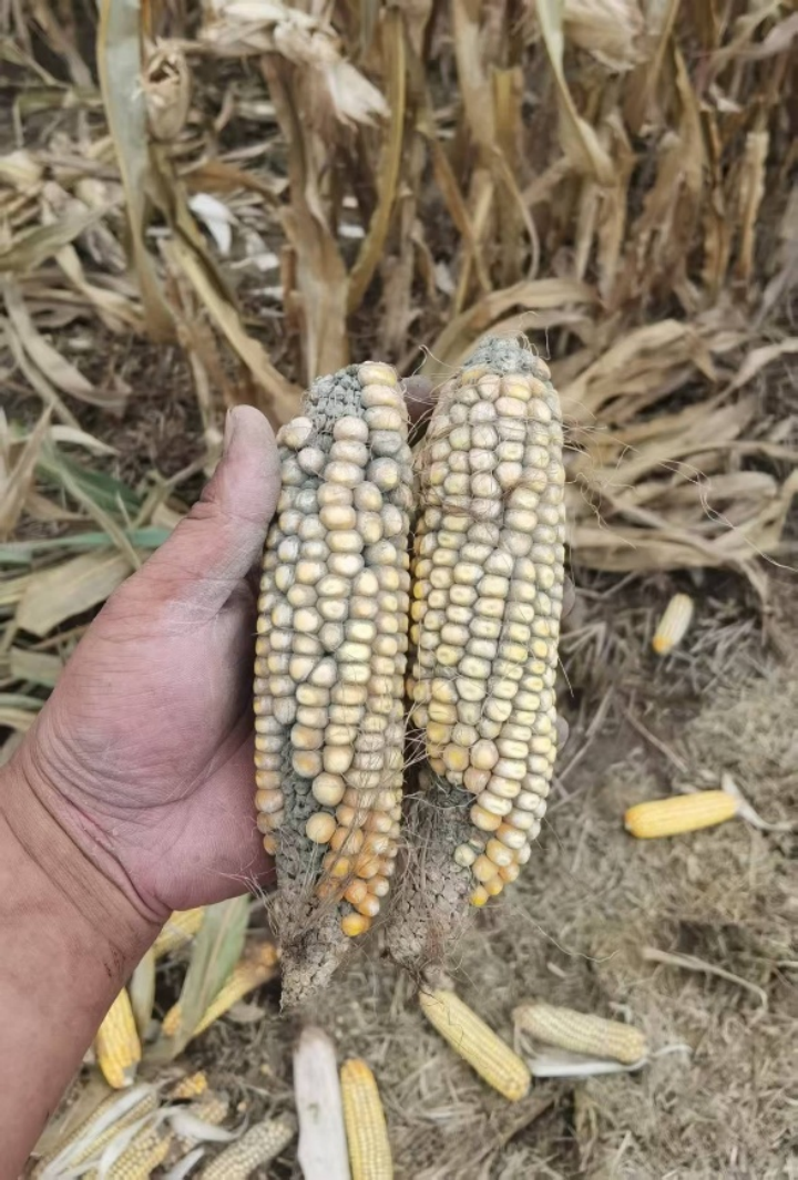 发霉的玉米(受访者供图)