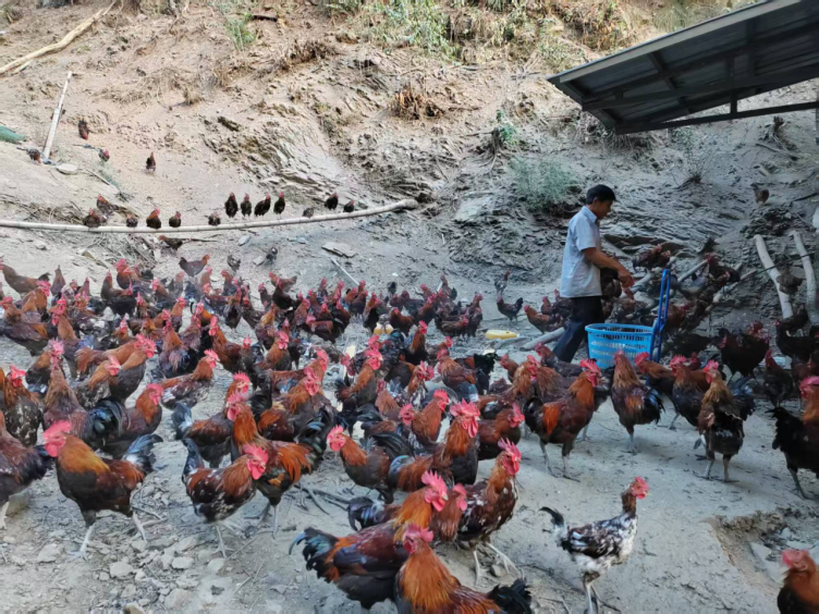 村合作社养殖的跑山鸡。