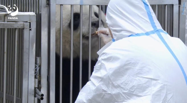 旅法大熊猫“欢欢”“圆仔”平安到家 视频截图