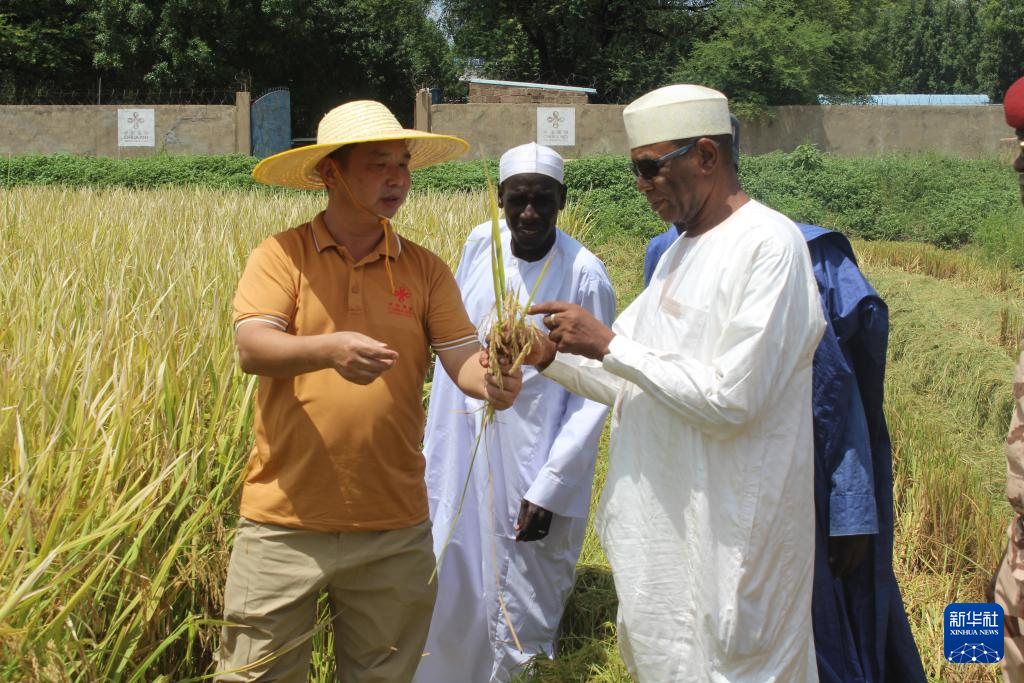 10月4日,在乍得哈杰尔-拉米斯省杜吉亚区米代金村,中国农业技术援助项目专家组组长何桥生(前左)向乍得总统府秘书长穆罕默德·艾哈迈德·阿拉博(前右)介绍水稻的生产情况。新华社发(阿诺摄)