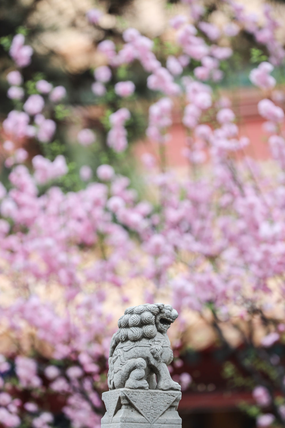 2019年/摄影:孟鼎博