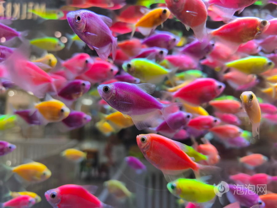 REDMI K80至尊版评测:狂暴双芯,旗舰体验全面升级