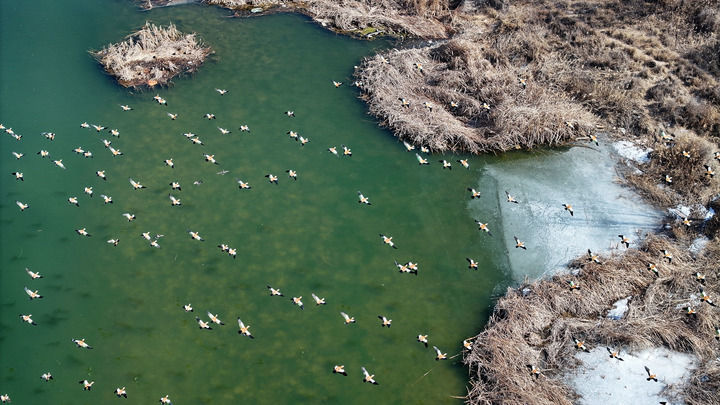 候鸟在黄河宁夏段一处湿地栖息、觅食(2025年2月26日摄,无人机照片)。新华社记者 王鹏 摄