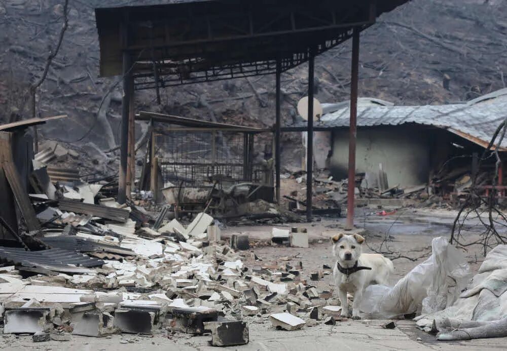 今年3月，韩国南部突发严重山火，造成20余人死亡，成为近年来韩国最惨痛的一次山火灾难。在受灾最严重的安东市，我走进一处被烧成灰烬的民房废墟取景拍摄，焦黑的梁柱、坍塌的墙体间，空气里仍残留着烟火的气味。一只无家可归的小狗在废墟中围着我不停转圈，用一种近乎乞求的目光望着我的镜头，似乎把突然出现的我，当成了唯一可能的救援。那一刻我意识到，山火之后，无处可去的，并不只有失去家园的人们，还有这些沉默，却同样被命运推到废墟边缘的生命。@泡菜国小妖
