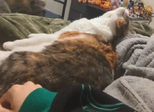 ▲三花舔毛中奴才伸鹹豬手 眼神死「後仰躺平」直接放棄掙扎。(圖/翻攝自TikTok/@fish32673)