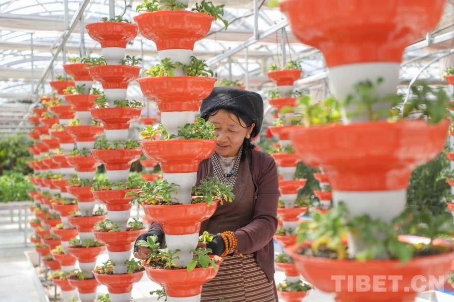 图为当地工人在园区内工作 摄影：贾华加