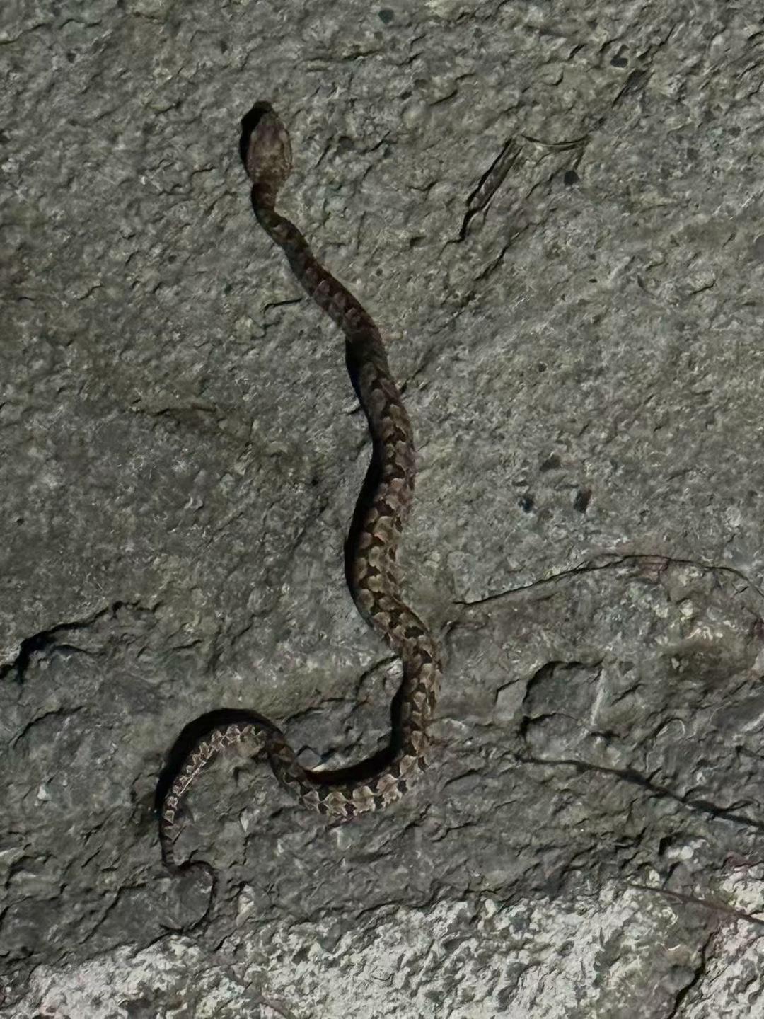 ▲咬傷歐先生的照洗照片毒蛇