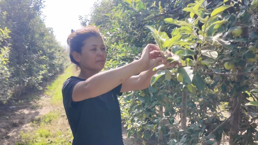 阿依吐兰汗·吾加比力在果园为果树扭枝。新华社发(谢苏林摄)
