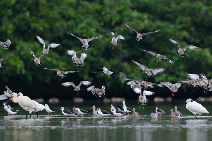 广东湿地是候鸟栖息天堂。 图源:广东省林业局