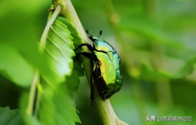 金壳郎与屎壳郎，你小时候玩过吗？