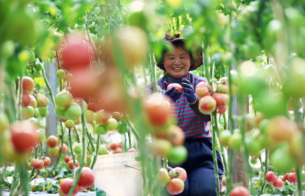 2025年3月8日，山东省临沂市郯城县陵坡村的村民在大棚内采摘西红柿。新华社发（张春雷摄）