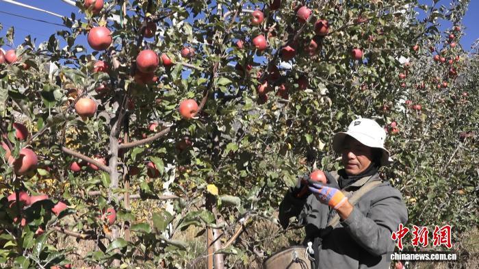 图为普布次仁在自家门口的苹果种植基地摘苹果。贡桑拉姆 摄