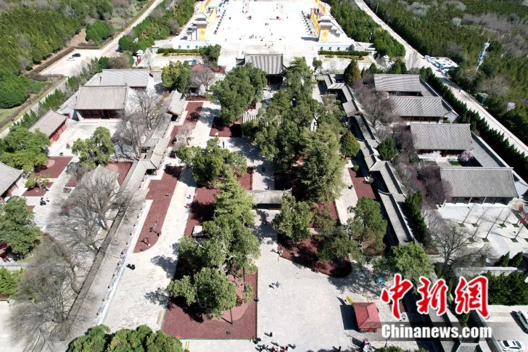 黄帝陵内古树群。中新社记者 张远 摄