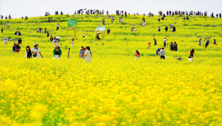 游客在欣赏花海