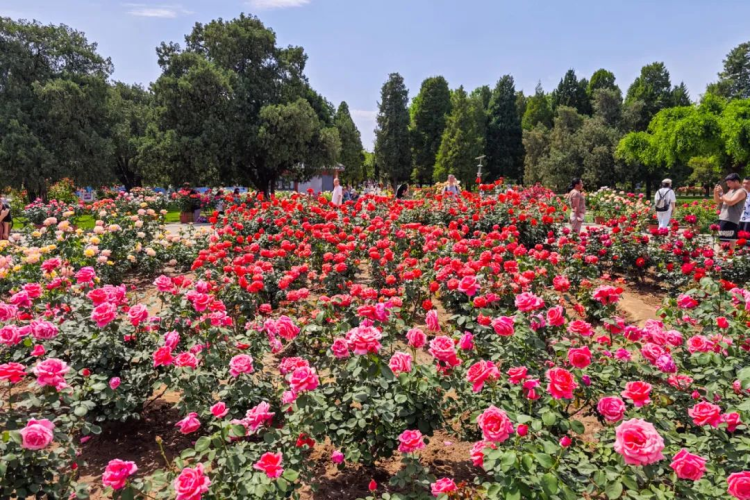 月季在北京盛开。图源:北京日报微信公众号