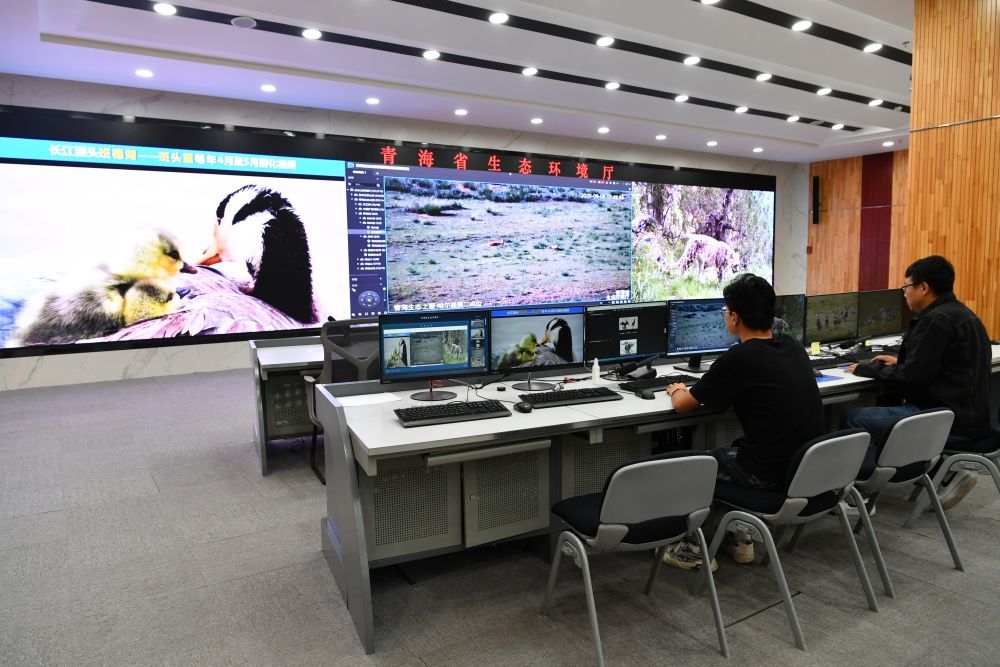 8月8日,青海省生态环境厅信息中心工作人员正在分析野生动物监测画面。(刘红 摄)