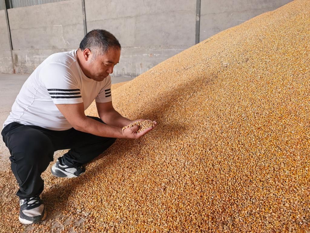 2025年10月10日，在安徽省宿州市萧县刘套镇，三大家村党总支书记高杰查看刚烘好的玉米。新华社记者 水金辰 摄