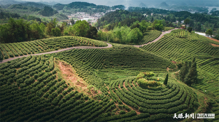 神鹊茶场.jpg