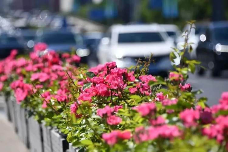 北京道路上盛放的月季。图源:北京朝阳公众号