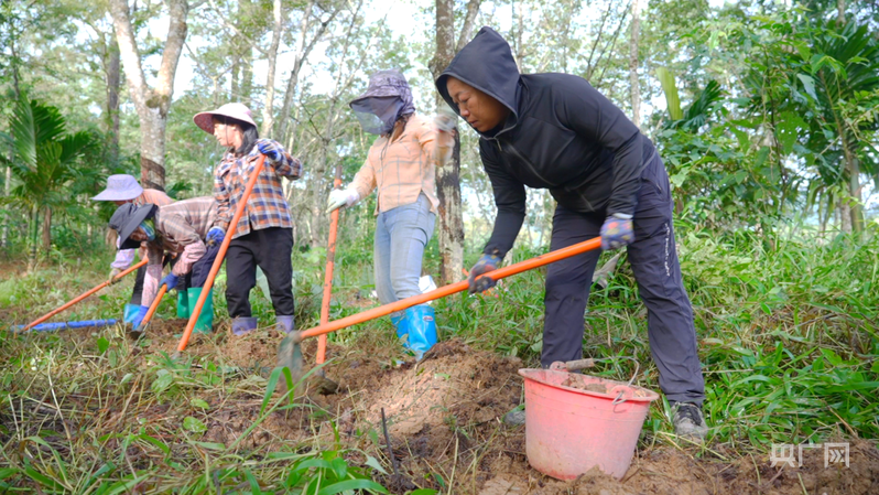 黄洪霞和村民一起挖虎乳灵芝（央广网记者 付美斌 摄）