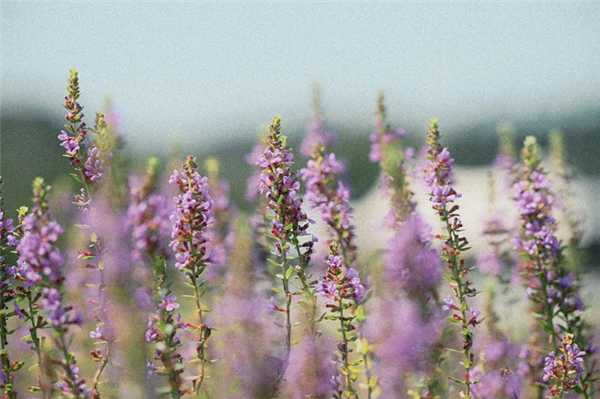 尼康Zf全画幅微发布3.0固件：添加胶片颗粒 重拾胶片摄影韵味