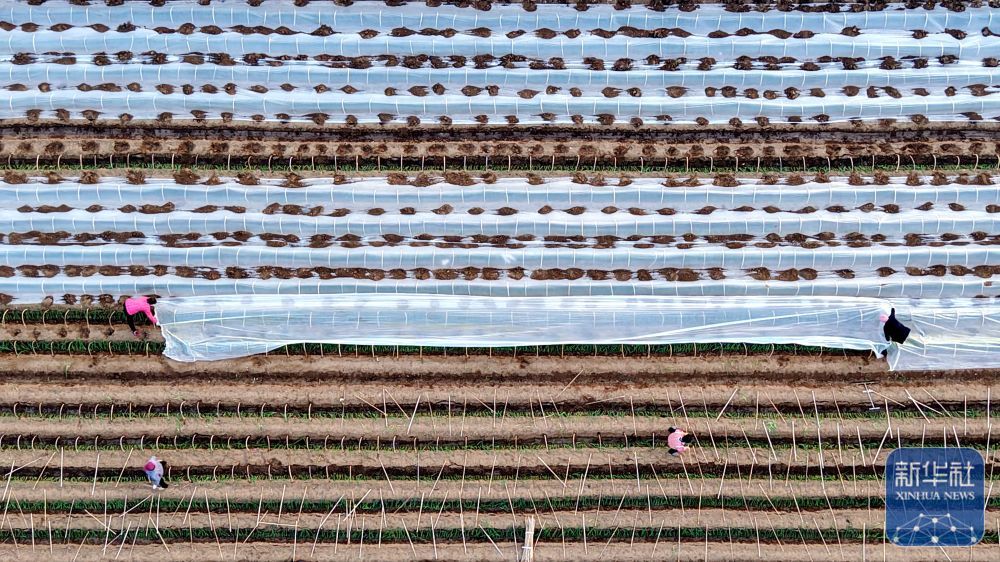 ↑ 12月11日,在山东省临沂市平邑县地方镇,村民为种植的蔬菜幼苗覆盖保温薄膜(无人机照片)。新华社发(武纪全摄)