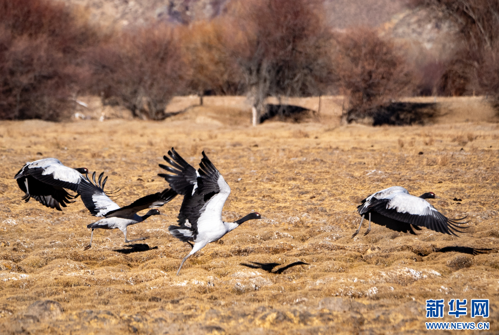 这是11月26日在西藏拉萨市林周县境内拍摄的黑颈鹤。新华网 旦增努布 摄