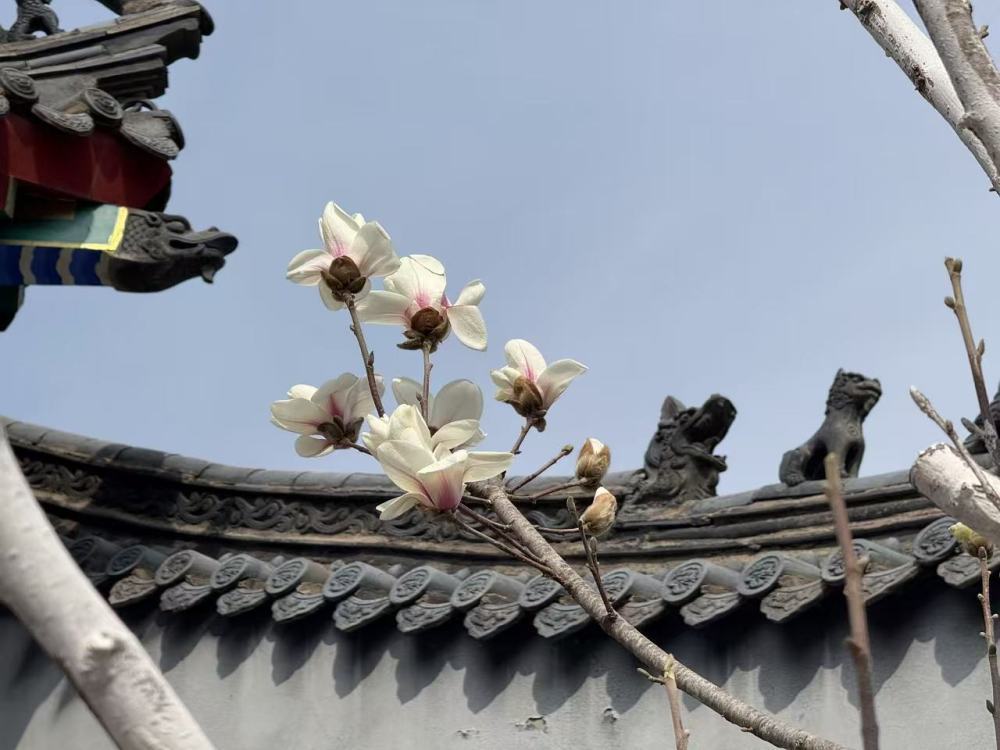 这是记者在沈阳东塔园拍摄的玉兰花。新华社记者洪可润 摄