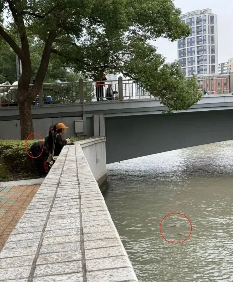 △目击者称,有人在苏州河放生牛蛙(受访者供图)