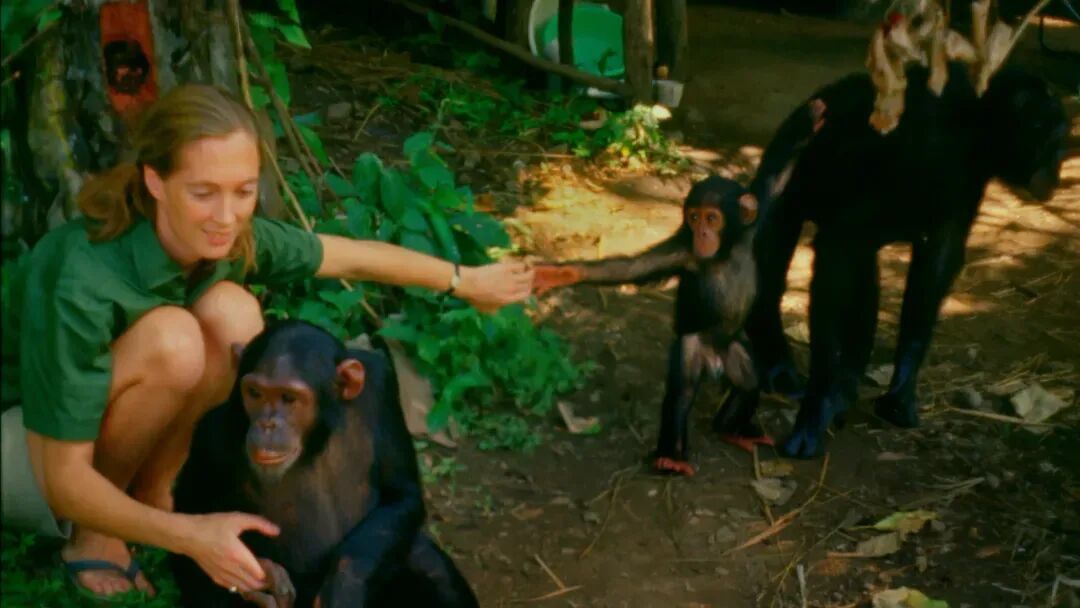 黑猩猩接納了珍 / 圖源:《珍·古道爾的傳奇一生》劇照