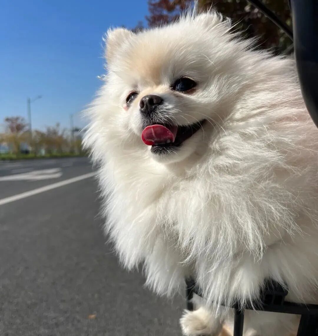 为一只宠物,耗时数月、耗费心力维权,在不少人看来,依然难以理解。