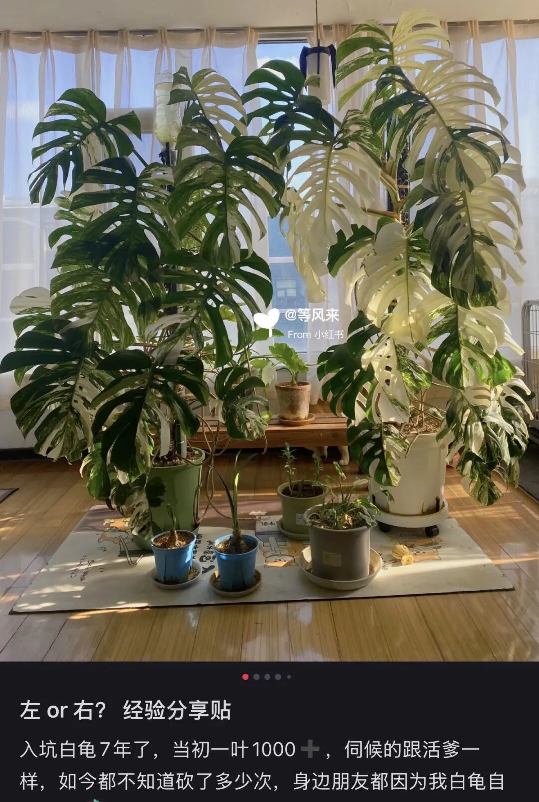 〓 图源小红书用户@等风来