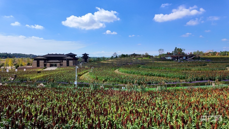高粱红了,远处的广都博物馆静静矗立(央广网记者 昌思荣 摄)