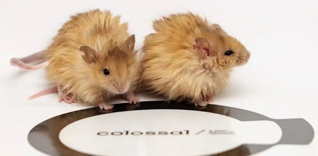 《权游》中灭绝一万年的冰原狼被复活,但我不觉得这是好事