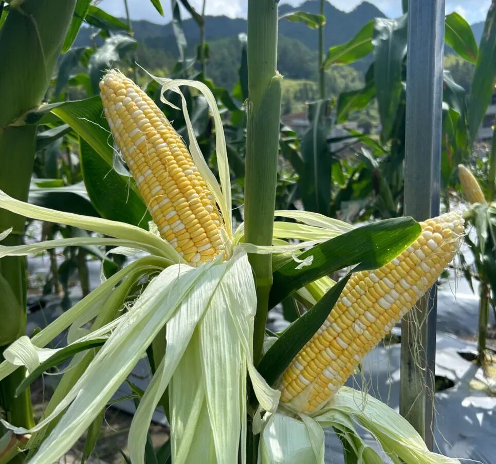 福建農(nóng)科院某玉米新品種