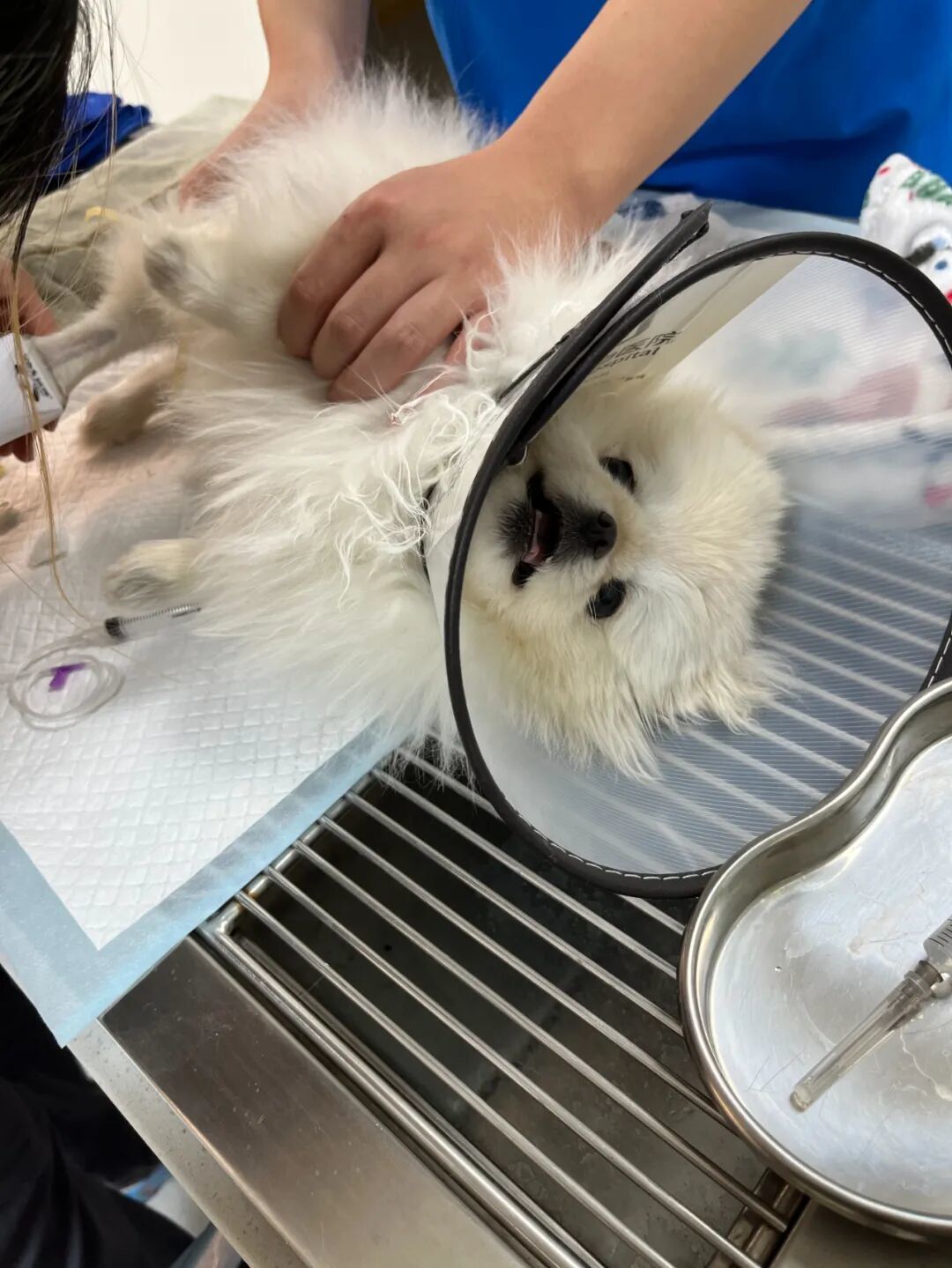 汤圆的小狗蛋蛋在抢救时的照片。