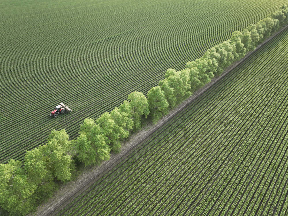 2024年6月25日，在黑龙江省北大荒集团鹤山农场第一管理区一大豆地块，大型机车在进行中耕作业，为土壤增温放寒（无人机照片）。
